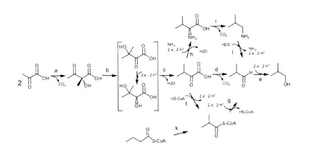 TODAY’S PATENT – FERMENTIVE PRODUCTION OF FOUR CARBON ALCOHOLS