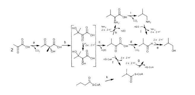 TODAY’S PATENT – FERMENTIVE PRODUCTION OF FOUR CARBON ALCOHOLS
