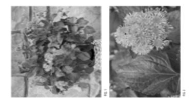 Today’s Patent – Ageratum Plant Named ‘Agerboyuma’