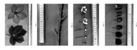 Today’s Patent – Blackberry plant named ‘DrisBlackThirtyTwo’