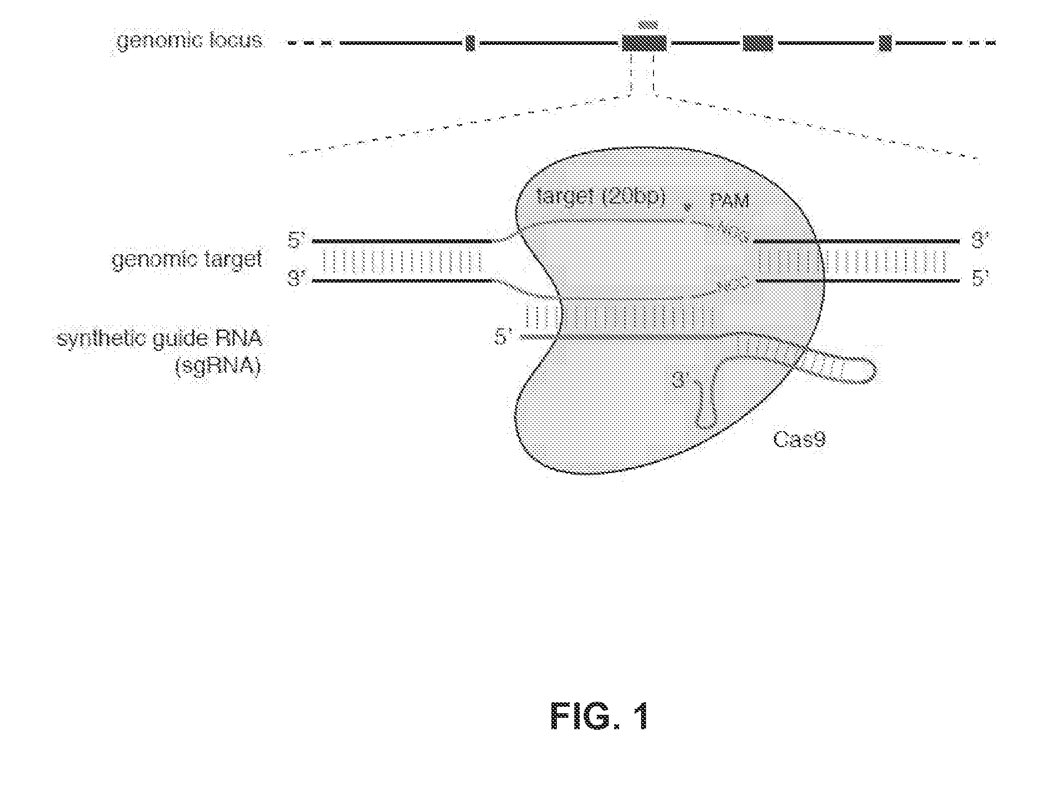 TODAY’S PATENT – CRISPR-CAS SYSTEMS AND METHODS FOR ALTERING EXPRESSION OF GENE PRODUCTS